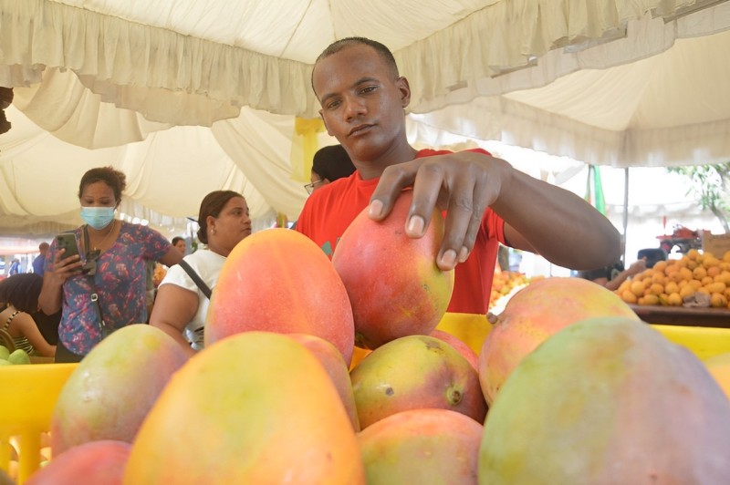 Preocupación se apodera de los Productores banilejos de mangos y aguacates temen llegada de plagas peligrosas al país