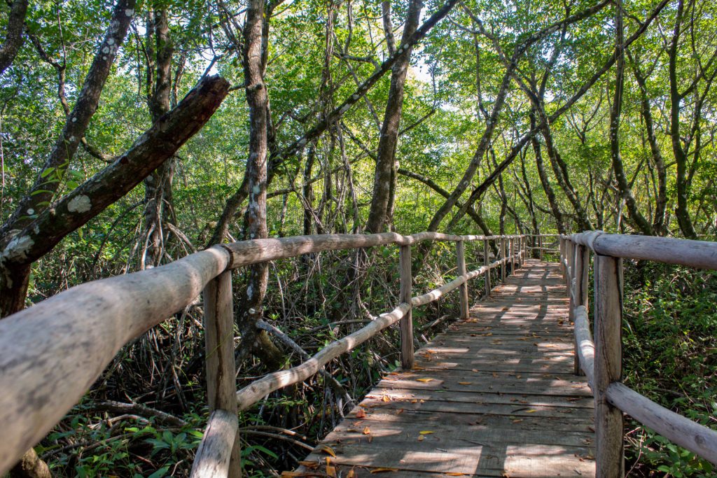 Técnicos de Medio Ambiente piden declarar de emergencia manglares afectados en Samaná