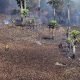 COE activa plan de contingencia para controlar incendio en la reserva natural Hoyo Claro de Verón