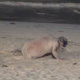 VIDEO: Turista en estado de ebriedad desafía unas de las playas de Punta Cana