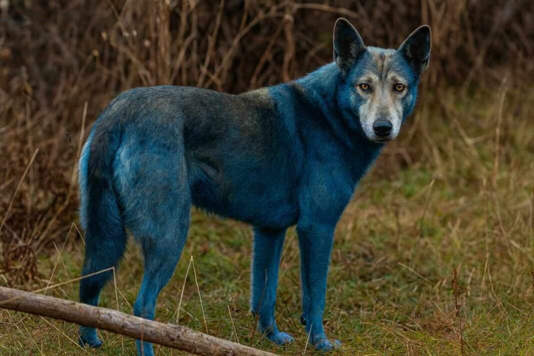 Aparecen perros azules en Chernóbil y científicos investigan la causa