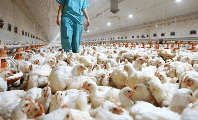 Avicultores dicen producción alcanza para suplir la demanda