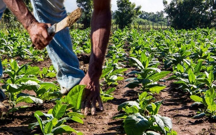 Durán urge retomar formación especializada para fortalecer la agricultura dominicana