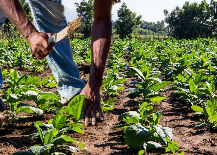 Durán urge retomar formación especializada para fortalecer la agricultura dominicana
