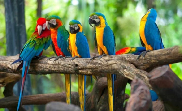 Cinco loros fueron separados en un zoológico porque insultaban a los visitantes y se reían de ellos