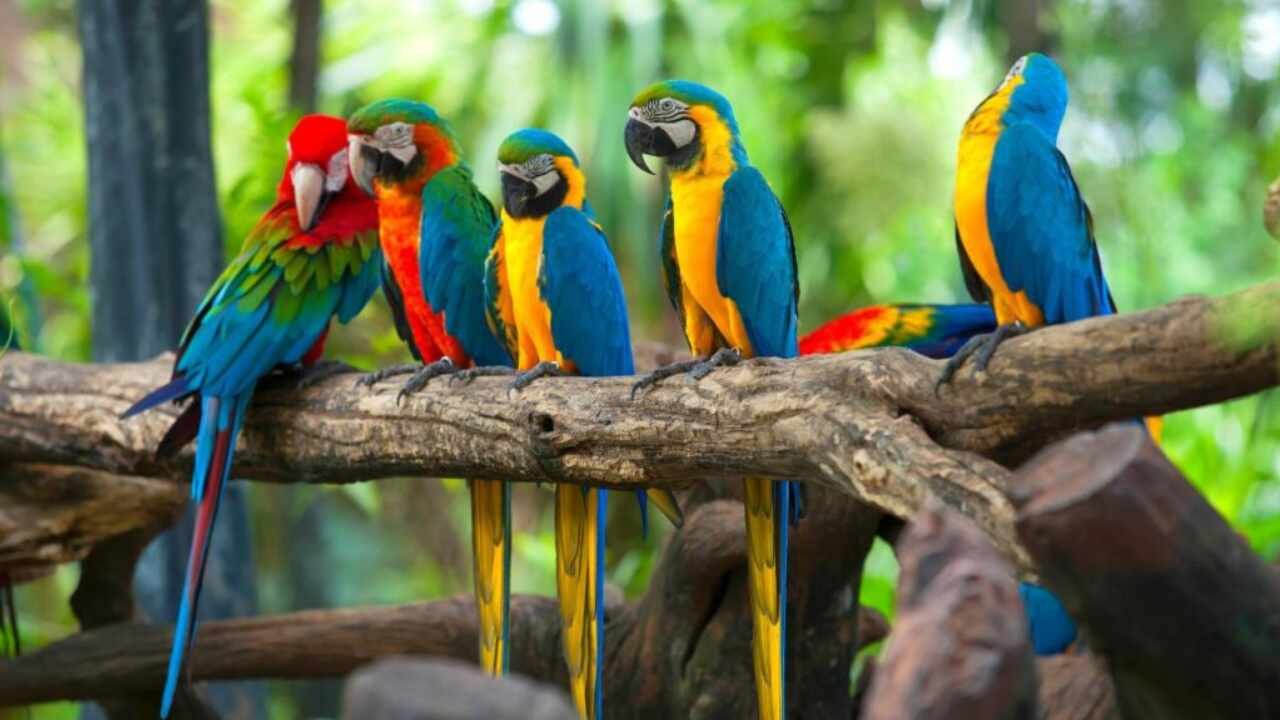 Cinco loros fueron separados en un zoológico porque insultaban a los visitantes y se reían de ellos