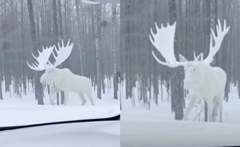 Hombre logró registrar su encuentro con el extraño alce leucista en Quebec
