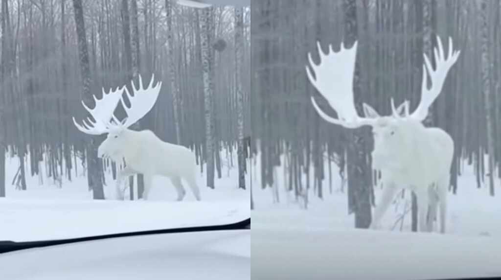 Hombre logró registrar su encuentro con el extraño alce leucista en Quebec