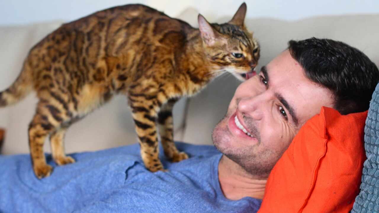 Los gatos realmente pueden sentir las emociones de sus dueños e incluso responden a ellas según un estudio