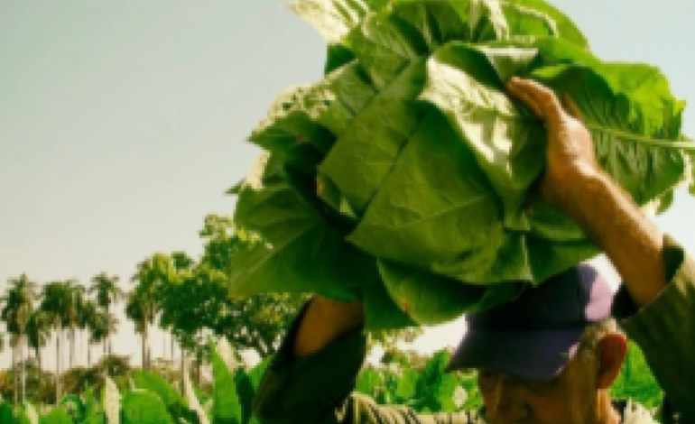 Producción de habanos en RD se ve afectada por sanción EEUU