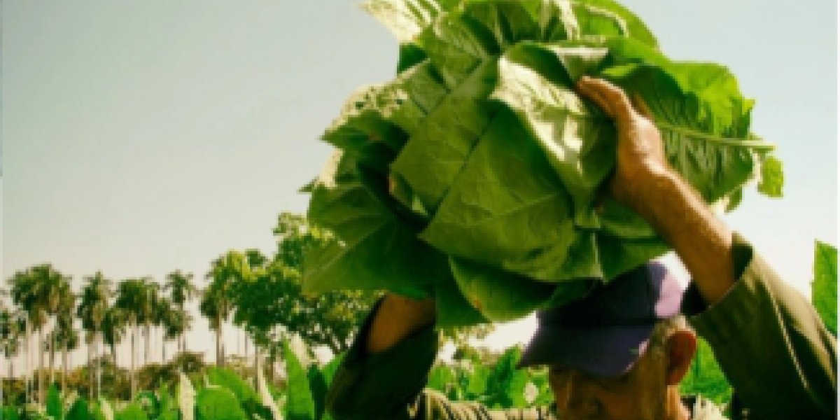 Producción de habanos en RD se ve afectada por sanción EEUU