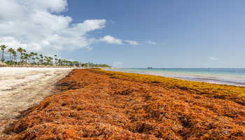 RD logra la adopción de la primera resolución sobre sargazo, en la UNEA-7