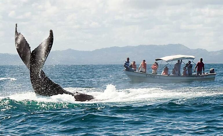 Comienza temporada para el avistamiento ballenas Samaná