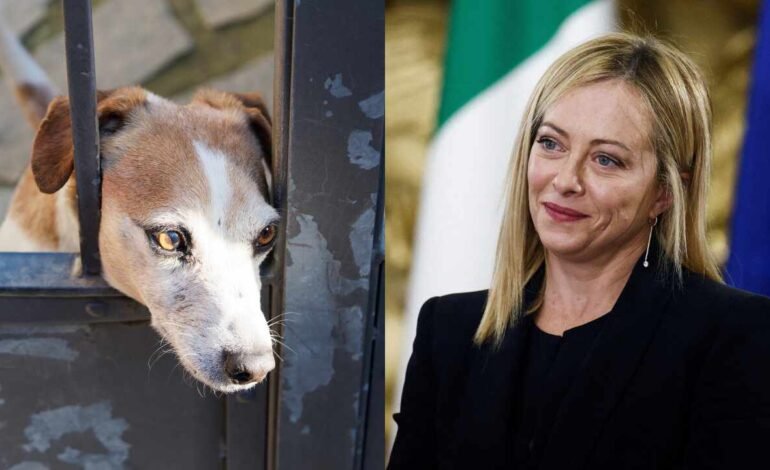 En Italia, causar sufrimiento intencional a animales puede implicar hasta cuatro años de prisión y una multa de 60.000 dólares