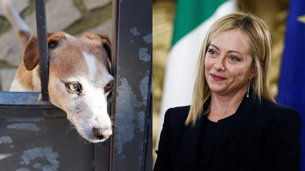 En Italia, causar sufrimiento intencional a animales puede implicar hasta cuatro años de prisión y una multa de 60.000 dólares