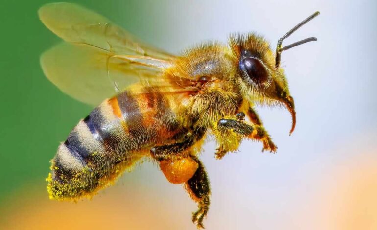 En Perú se marca precedente a nivel mundial al reconocer derechos a abejas