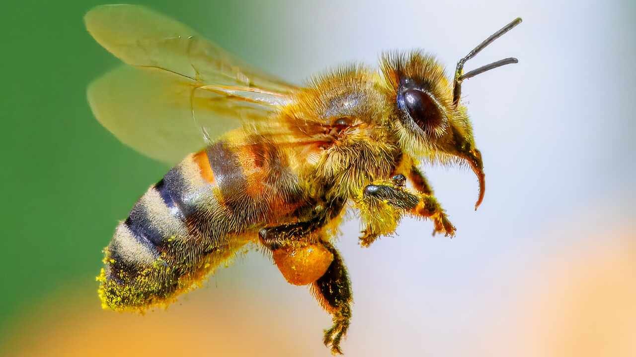En Perú se marca precedente a nivel mundial al reconocer derechos a abejas