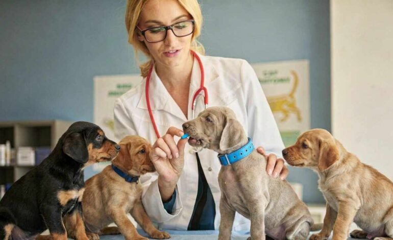 Miles de perros ya prueban una pastilla para retrasar su envejecimiento y ganar hasta 24 años humanos