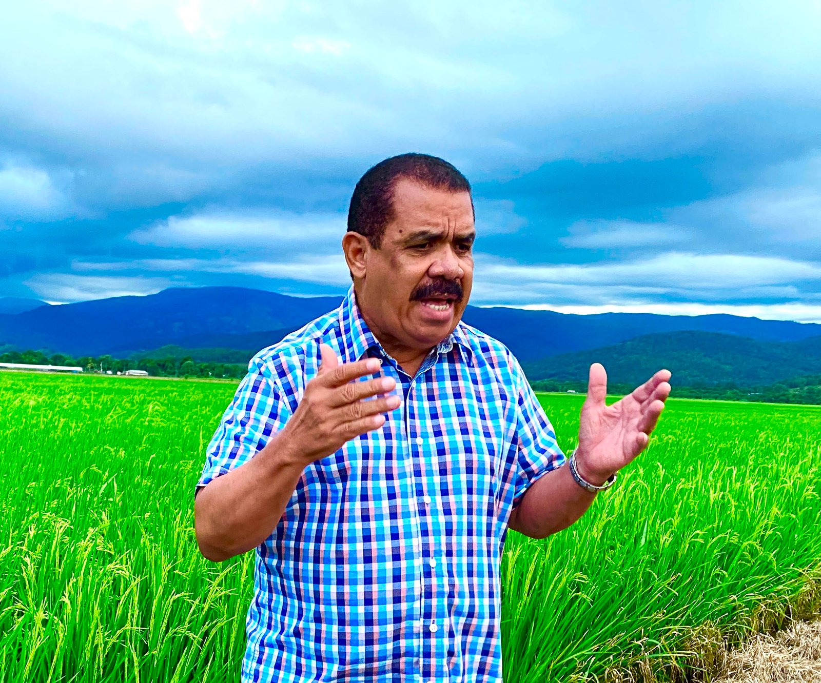 PLD ve acaparamiento del arroz origina reducción en consumo