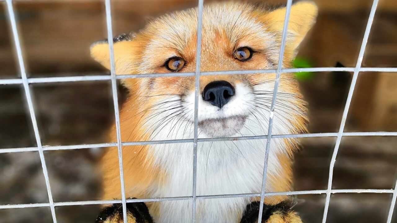 Alemania puso fin a la cría de animales por su piel y dijo adiós a las jaulas