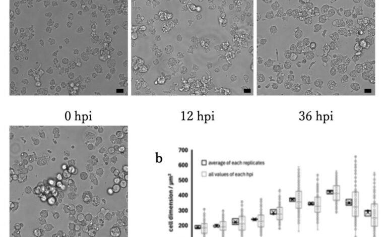 Descubren un virus gigante en Japón que podría cambiar lo que sabemos sobre el origen de la vida compleja