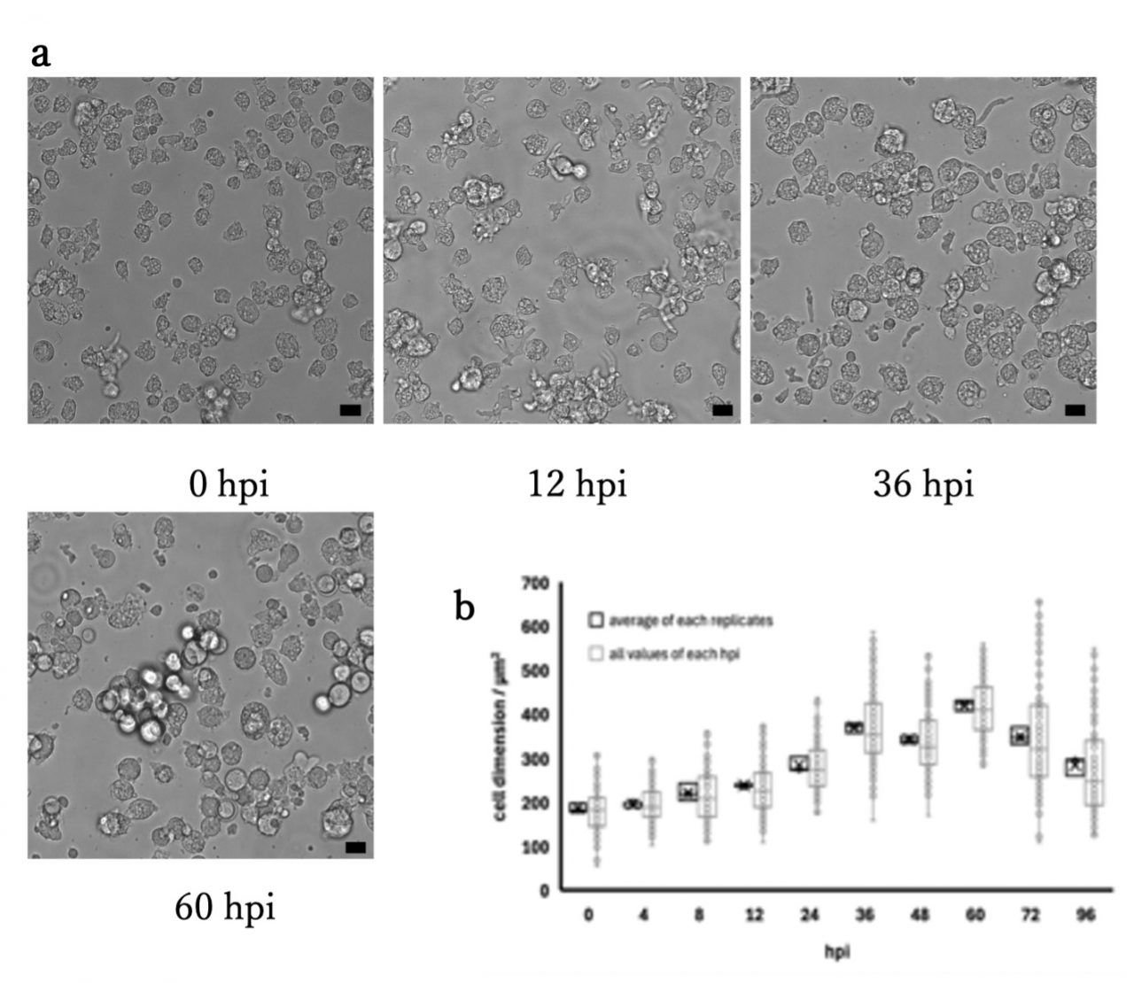 Descubren un virus gigante en Japón que podría cambiar lo que sabemos sobre el origen de la vida compleja