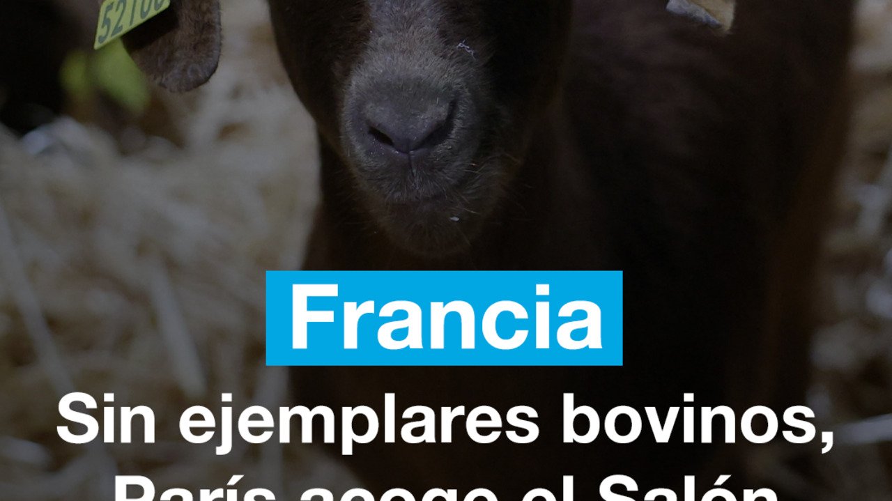 Francia: sin ejemplares bovinos, París acoge el Salón de la Agricultura