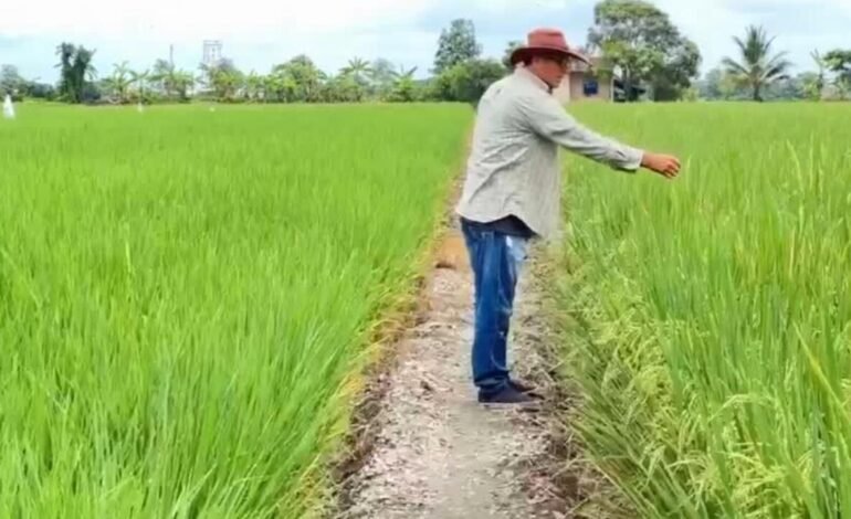 Guerra arancelaria entre Ecuador y Colombia intensifica crisis arrocera en Daule