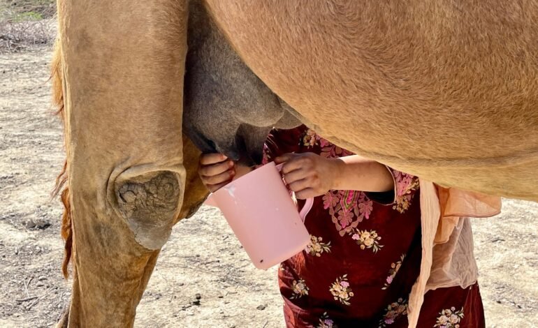 La ciencia detrás de la clonación de camellos de élite en Dubai