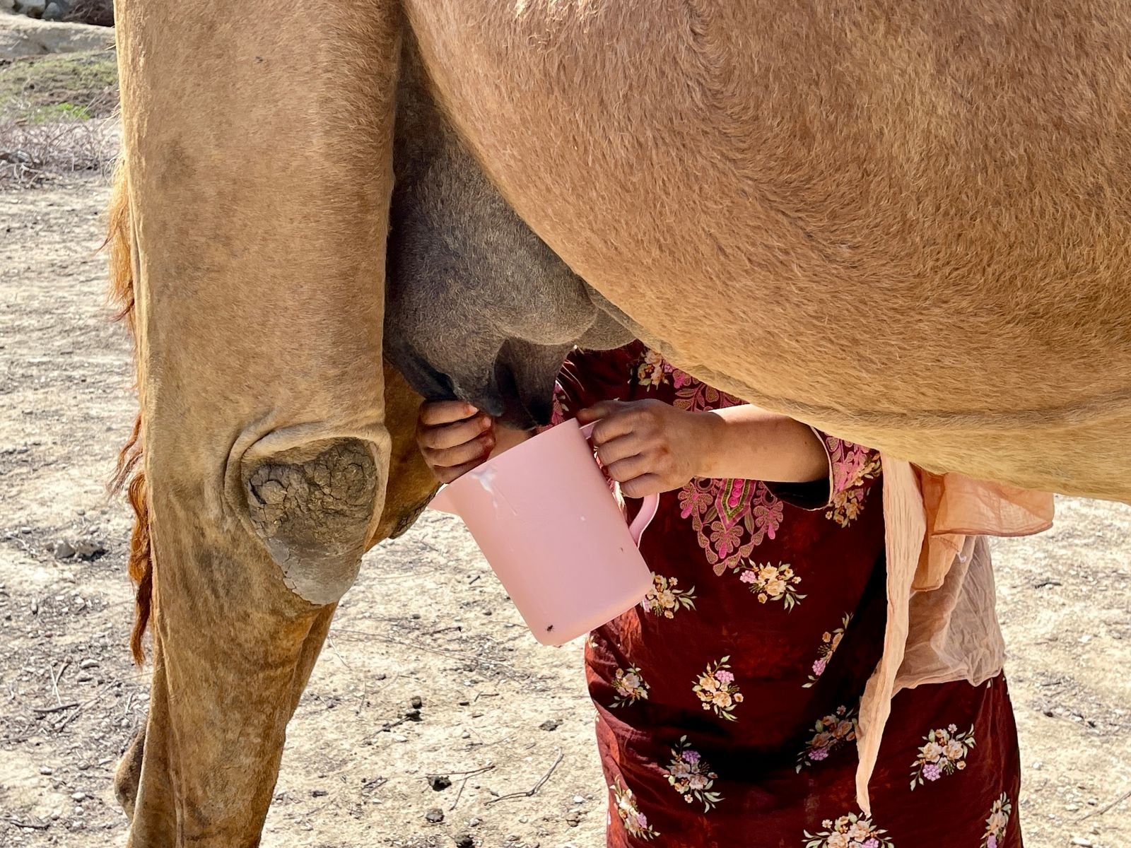 La ciencia detrás de la clonación de camellos de élite en Dubai