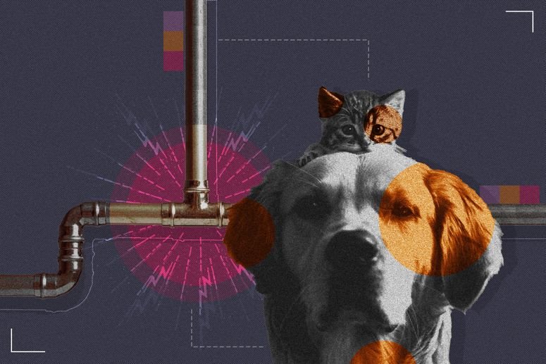 Las dietas veganas para perros y gatos son una oportunidad ignorada para combatir el cambio climático