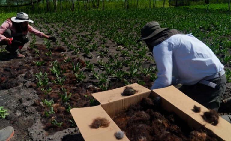 México: una ONG usa cabello para salvar islas agrícolas