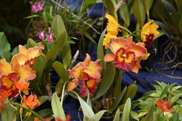 Presentan exposición «Cascada de Orquídeas» en el Botánico