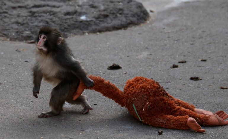 Punch: las razones por las que un macaco enternece al mundo con su peluche