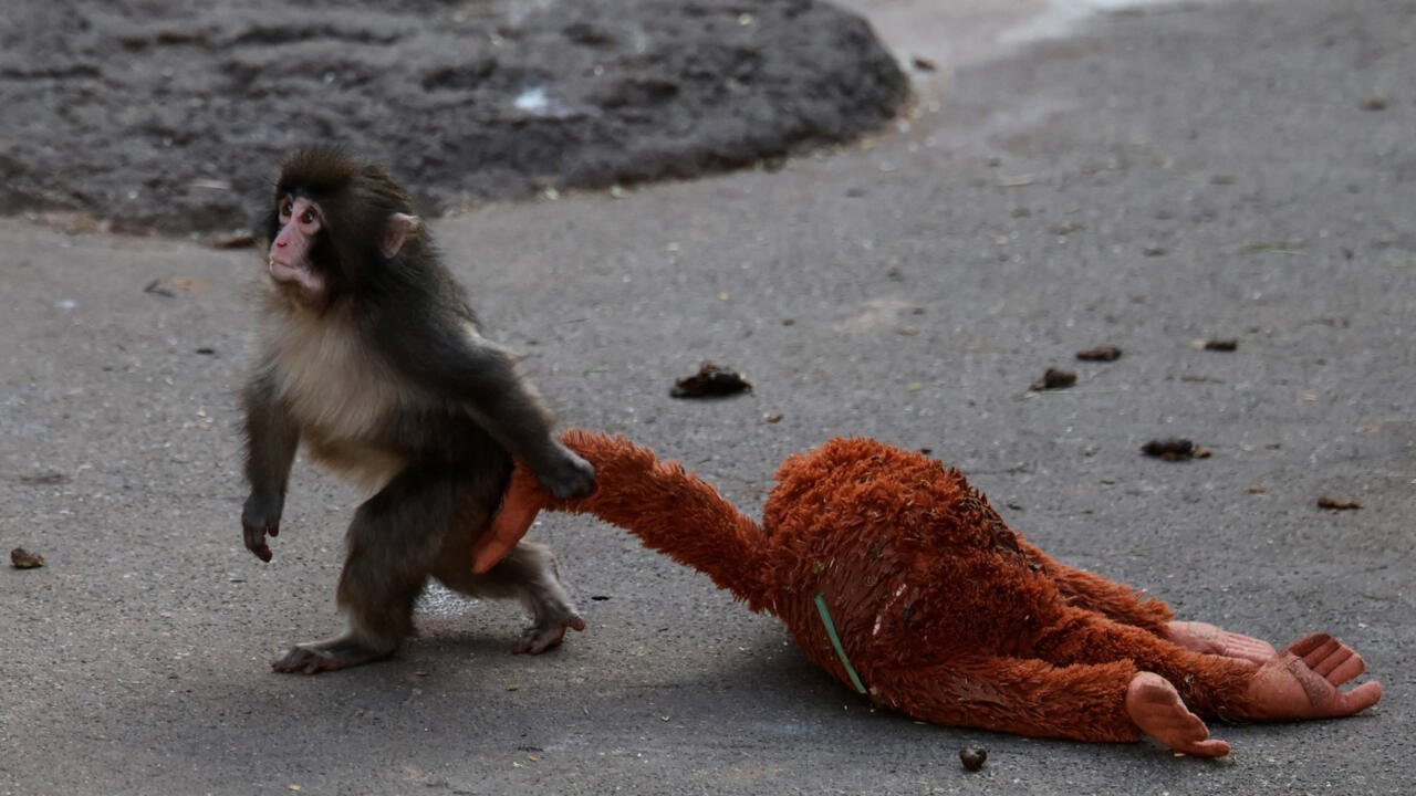 Punch: las razones por las que un macaco enternece al mundo con su peluche