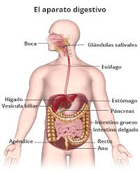 Qué significa enfermedad inflamatoria intestinal? 