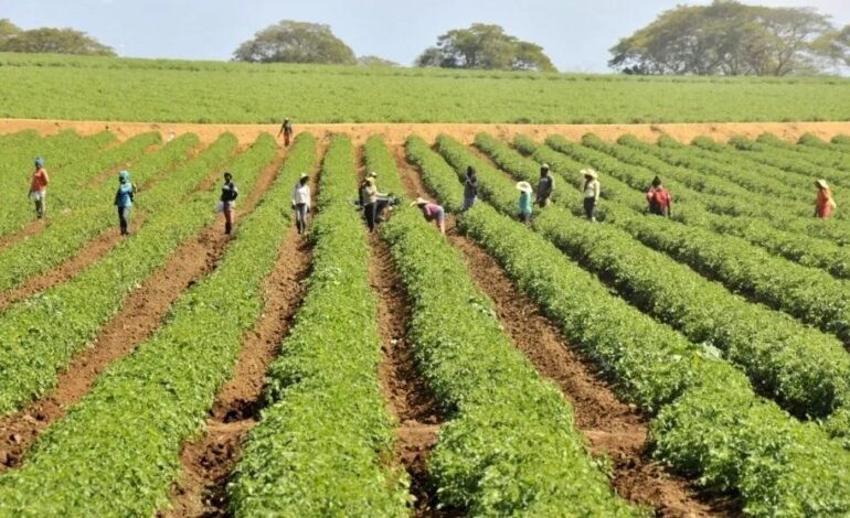 Apoyan subsidio a fertilizantes en la RD y piden plan integral