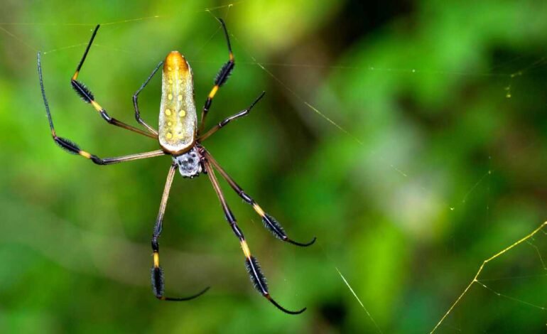 Araña gigante invade Estados Unidos y genera alerta ambiental