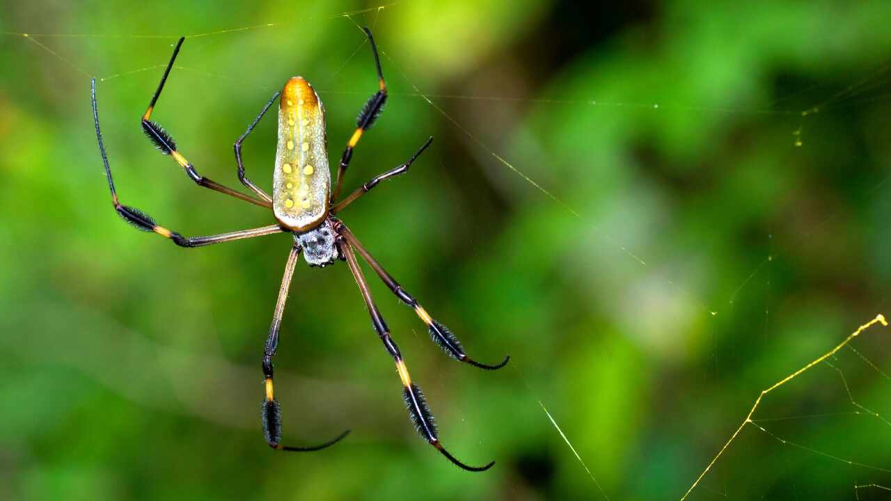 Araña gigante invade Estados Unidos y genera alerta ambiental