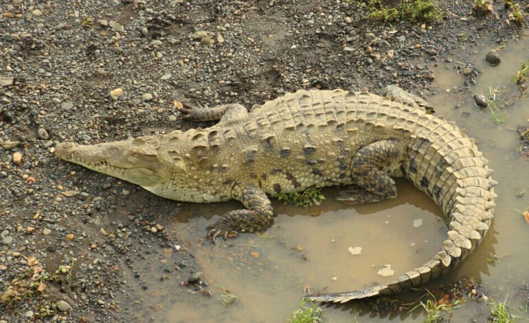Autoridades buscan a cocodrilo escapó de finca de Puerto Plata