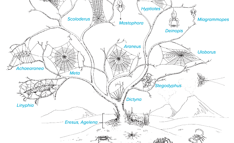 Ciencia pegajosa: conoce la evolución de las telarañas