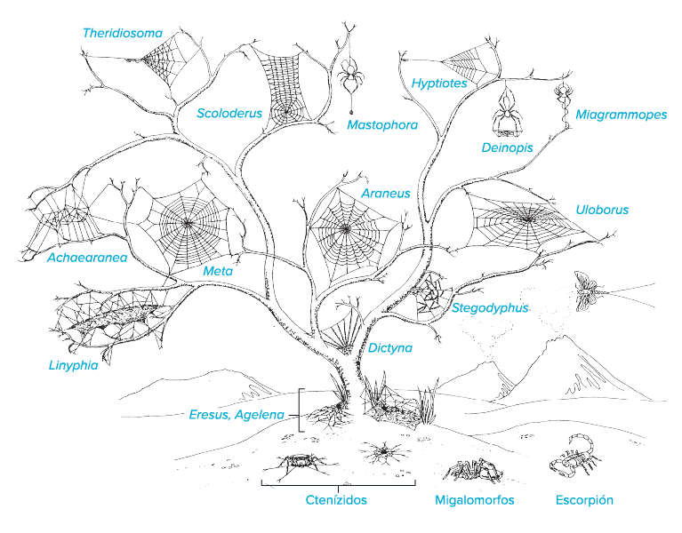 Ciencia pegajosa: conoce la evolución de las telarañas
