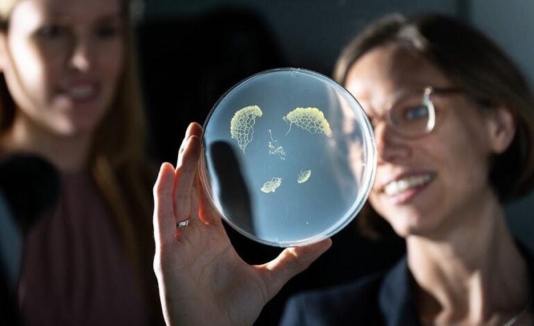 El ingenioso moho mucilaginoso que puede aprender, recordar y tomar decisiones sin la necesidad de un cerebro