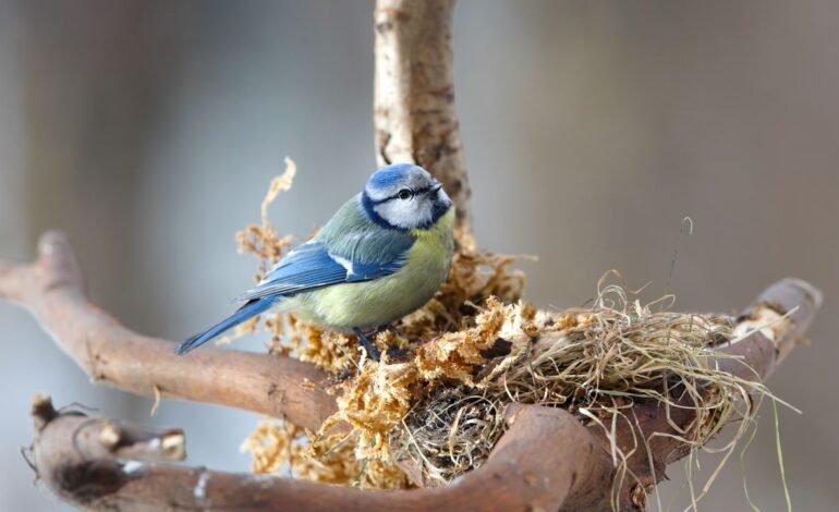 Esta especie de pájaro usa colillas de cigarro para proteger su nido de las plagas