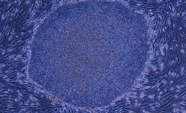 Esta startup quiere cultivar «cuerpos sin cerebro» para sustituir la experimentación con animales