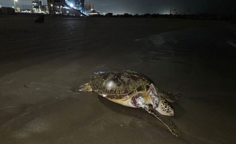 Este mapa interactivo muestra la expansión y afectaciones del derrame en el Golfo de México