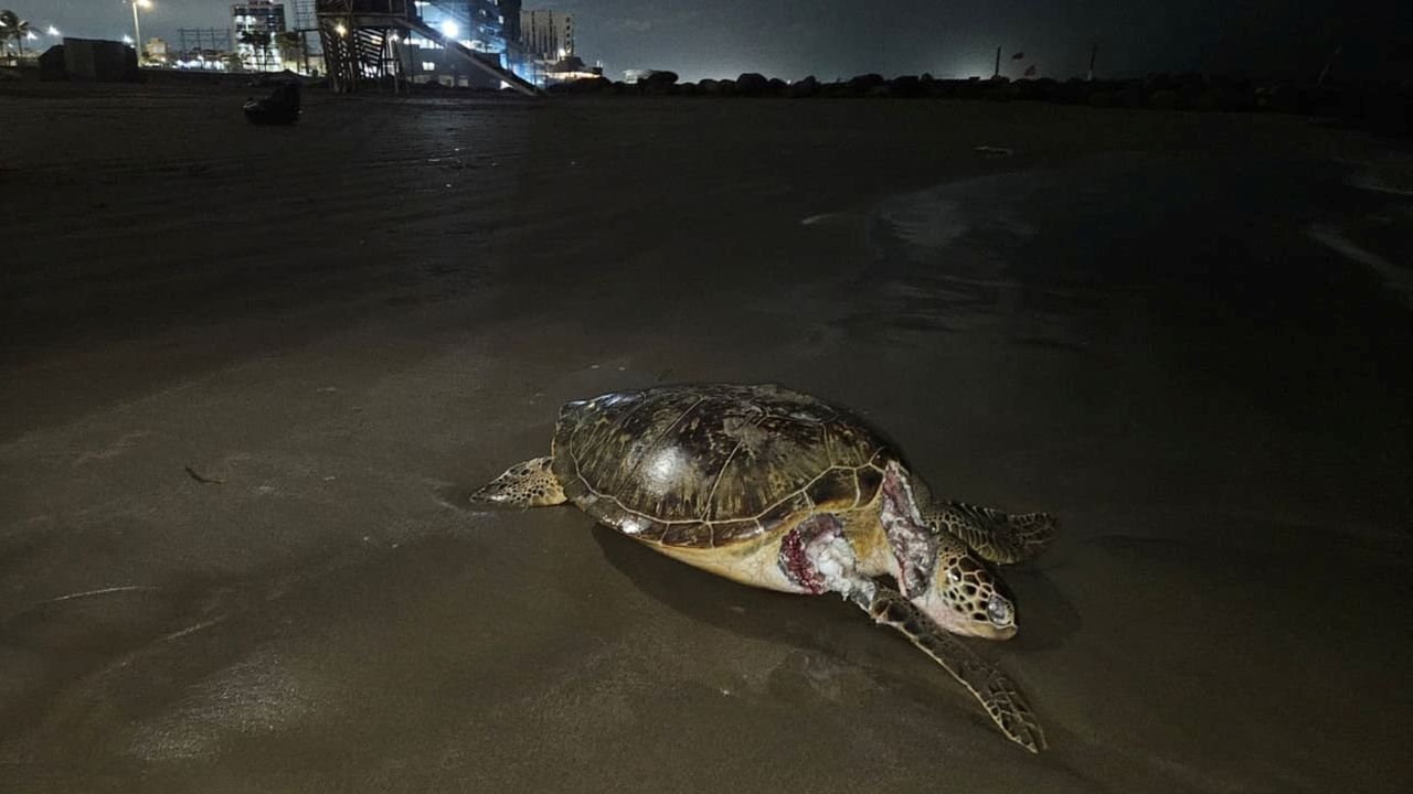 Este mapa interactivo muestra la expansión y afectaciones del derrame en el Golfo de México