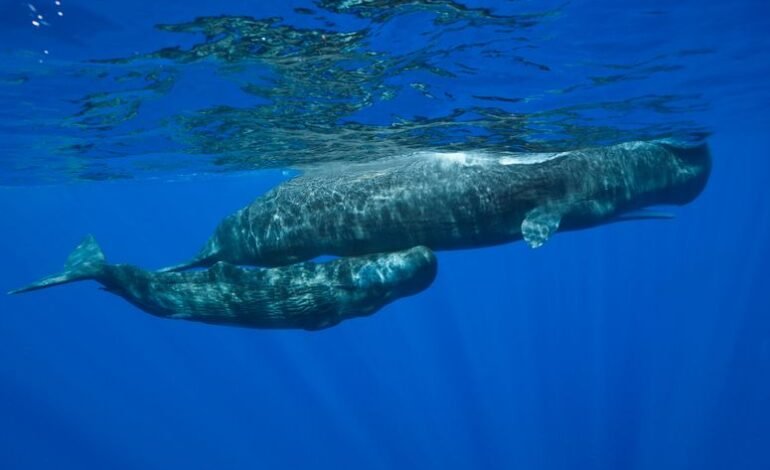 Gobierno de Trump busca una exención ambiental para expandir la industria petrolera en el Golfo de México