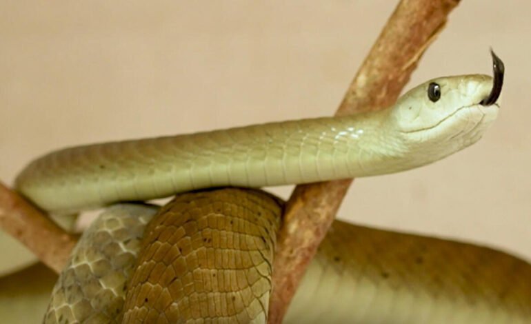 Kenia se enfrenta a una silenciosa emergencia: las mordeduras de serpiente