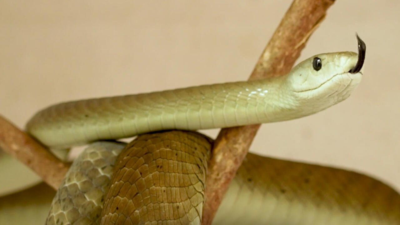 Kenia se enfrenta a una silenciosa emergencia: las mordeduras de serpiente